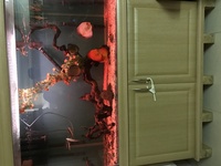 Fish tank full setup for sale