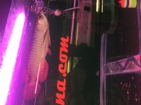 Pair of Super High Back Red Tail Golden Arowana