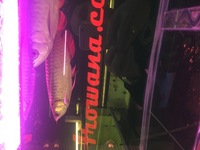 Pair of Super High Back Red Tail Golden Arowana