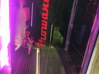 Pair of Super High Back Red Tail Golden Arowana