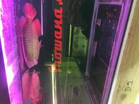 Pair of Super High Back Red Tail Golden Arowana