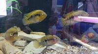 Polleni, rainbow cichlids, convict, angels