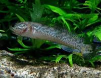 Channa stewartii special X6 Rare dwarf snakehead