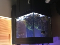 Aqua reef 275 and cabinet for sale