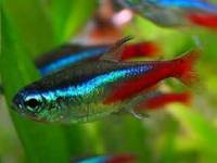 10 x Cardinal Tetras only £20.00 - Size 3-3.5cms