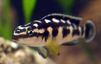 Julidochromis transcriptus