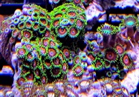 UK SHIPPING Marine Corals based in NW LONDON