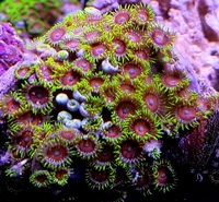 UK SHIPPING Marine Corals based in NW LONDON