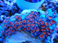 Zoa Rocks and Frags And Mushies for sale