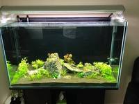 250L Custom Aquarium + Cabinet