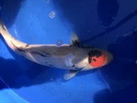 Moray Koi, Scotlands Newest Koi retailer, Koi available