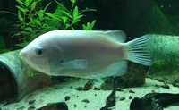 Free cichlids, gourami and plec