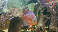 English tank bred discus 6 in total £35 each or all for £180