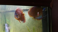 English tank bred discus 6 in total £35 each or all for £180