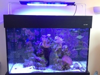 Marine livestock in Aqua One 3 foot established tank, sump for sale