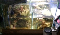 Marine livestock in Aqua One 3 foot established tank, sump for sale