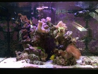 Aqua One 3 foot established tank, sump & livestock for sale