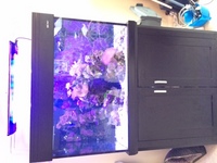 Aqua One 3 foot established tank, sump & livestock for sale