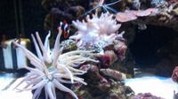 Hard and Soft corals, Marine fish, in Complete marine setup