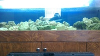 6ft fish tank