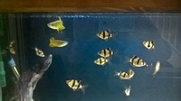 tiger barbs