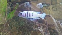 2 cynotilapia hara male, swap for male jalo reef