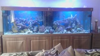 Marine aquarium 8x2x2.5 ft