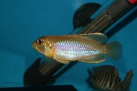 F1 Lamprologus Ocellatus Gold 4cm