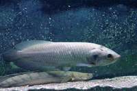 African arowana for sale in Leeds