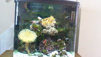 Interpret River Reef Marine tank for sale