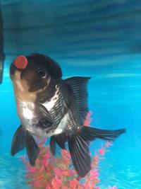 GORGEOUS EXTRA LARGE BLACK AND WHITE ORANDA FANCY GOLDFISH.