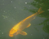 Koi For Sale