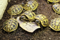 CB Hatchling Hermans Tortoise £100 born CB Feb 17