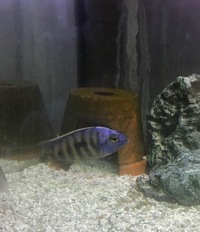 Malawi Cichlids For Sale