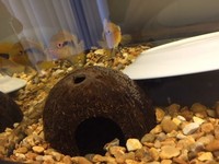 Breeding Rainbow Cichlid trio