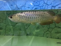 Pair of Adult Crossback Arowana