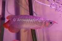 AAA Grade Super Red Arowana