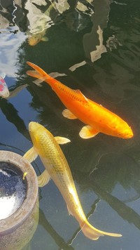 9 Koi, 3 Large sturgeon, Pond Clearance. Big Massive well looked after