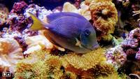 Live rock, Marine fish, in matured 1000L aquarium with all inclusive for sale .