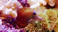 Marine old 7 years matured 1000L aquarium