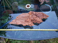 Bogwood