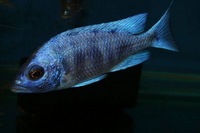 K&C RIFT VALLEY CICHLIDS NORTHWEST  NEW SHIPMENT 