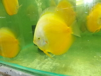 The Largest Selection of Discus in the UK , delivery to most of UK.