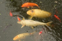 Koi Carp