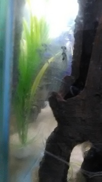 For sale 4x Glass Catfish(Wirral)