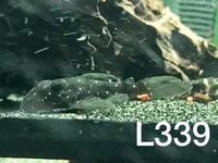 L260 & L339 Plecos