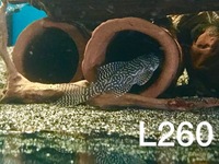 L260 & L339 Plecos