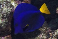 Leeds purple Tang £90