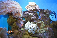 Full set up Marine reef system with sump andall livestock 5ft