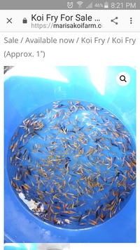 Koi carp fry